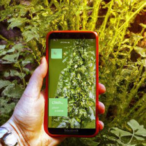 aplikacje do rozpoznawania roślin
